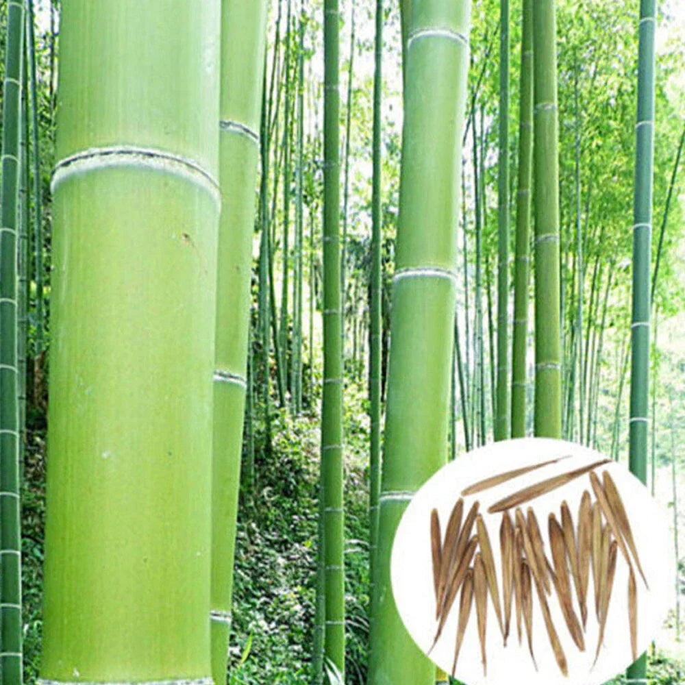 Giant Moso Bamboo Seeds, Phyllostachys Pubescens Edulis