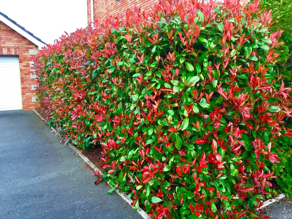 Christmas Berry / Photinia fraseri 'Red Robin' Hedging 40-60cm Tall Potted