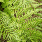 Tree Fern Plant in 17cm Pot - Dicksonia Antarctica