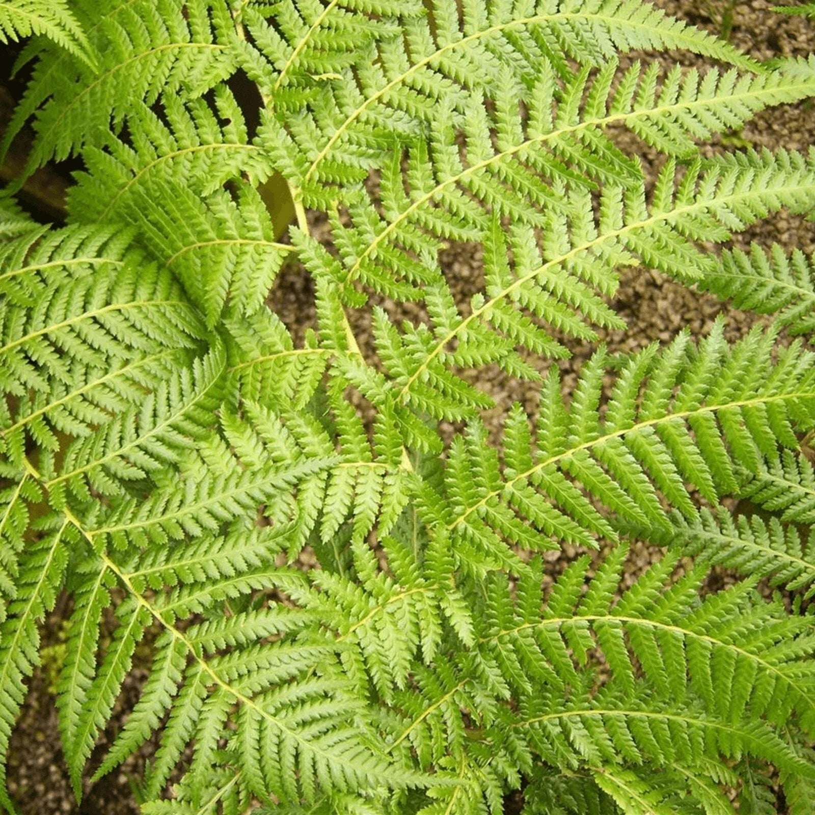Tree Fern Plant in 17cm Pot - Dicksonia Antarctica