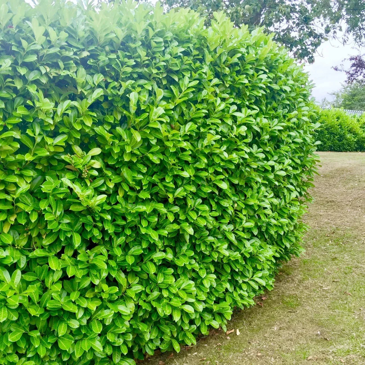 15 Cherry Laurel Evergreen Hedging Plants Fast Growing Shrub 40-60cm Potted