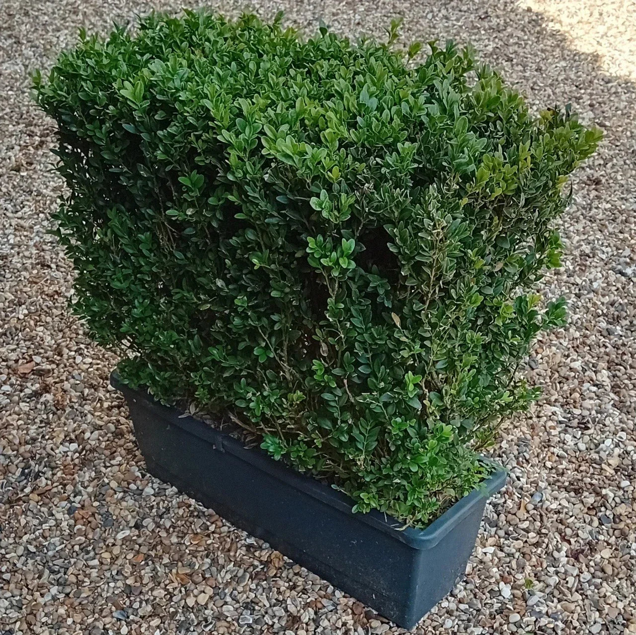 Buxus sempervirens (common box) instant hedging plants in troughs 50cm long