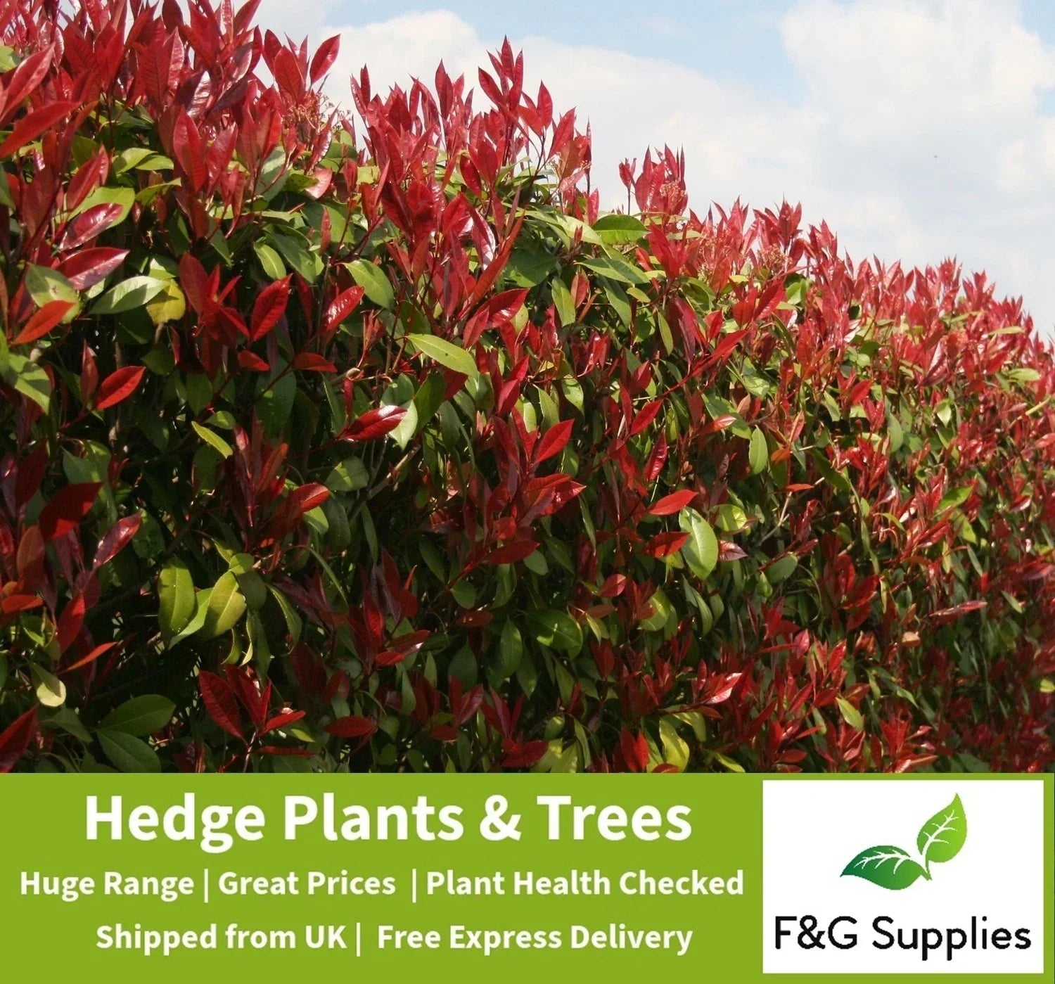 Photinia Red Robin Evergreen hedge plants hardy bare root hedging