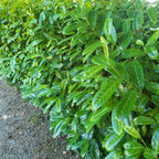 20 Cherry Laurel Hedging Plants 30-50cm Tall Potted