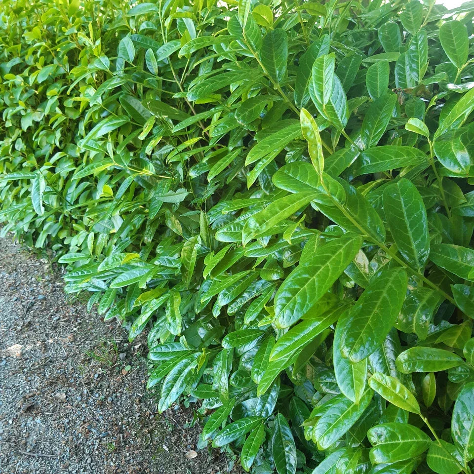 20 Cherry Laurel Hedging Plants 30-50cm Tall Potted