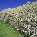 10x Hawthorn Hedging Plants, Wildlife Friendly 2-3ft In 1L Pot, Hawthorne Hedges