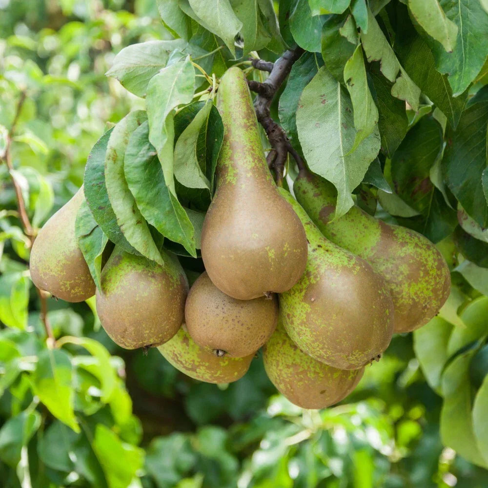 Pear Fruit Tree Plant Garden Standard Patio Hardy Conference 1 x 9cm Pots