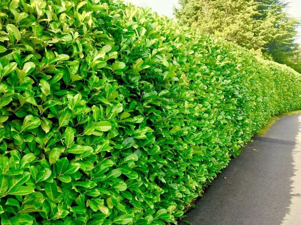 60x Cherry Laurel Hedging Plants 30-50cm Tall Potted