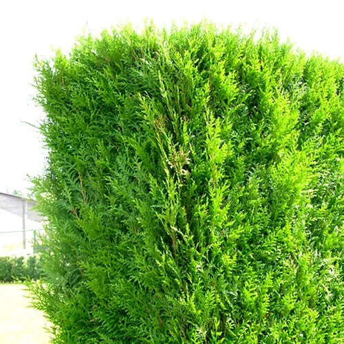 2000 X THUJA PLICATA 'ATROVIRENS' RED CEDAR EVERGREEN HARDY HEDGING PLANT IN POT