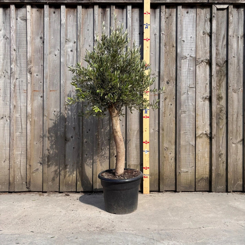 Thick Stem Olive Tree - L