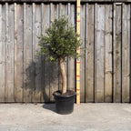 Thick Stem Olive Tree - L