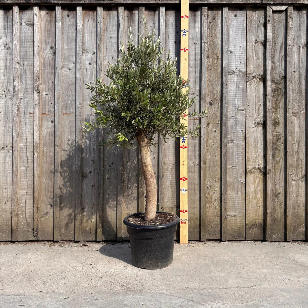 Thick Stem Olive Tree - L