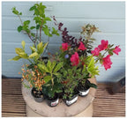 5 x Mixed Established Garden Shrubs In 9cm Pots