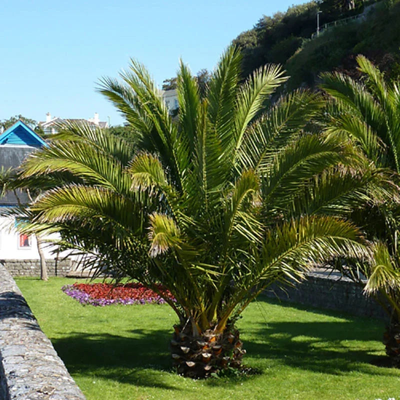 Pair of Hardy Phoenix Palm Canariensis Exotic Trees 60-80cm Tall in a 14cm Pot