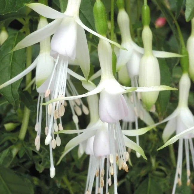 FUCHSIAS x3 Hardy Perennial Variety Pack | Young Plants in 9cm pots