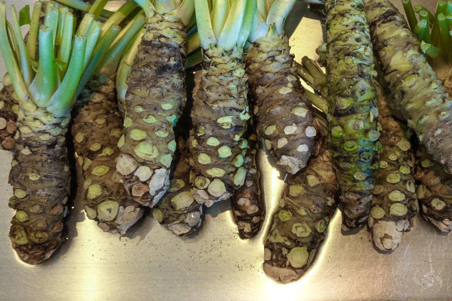 WASABI VIABLE SEEDS - JAPANESE HORSERADISH PLANT- UK Stock