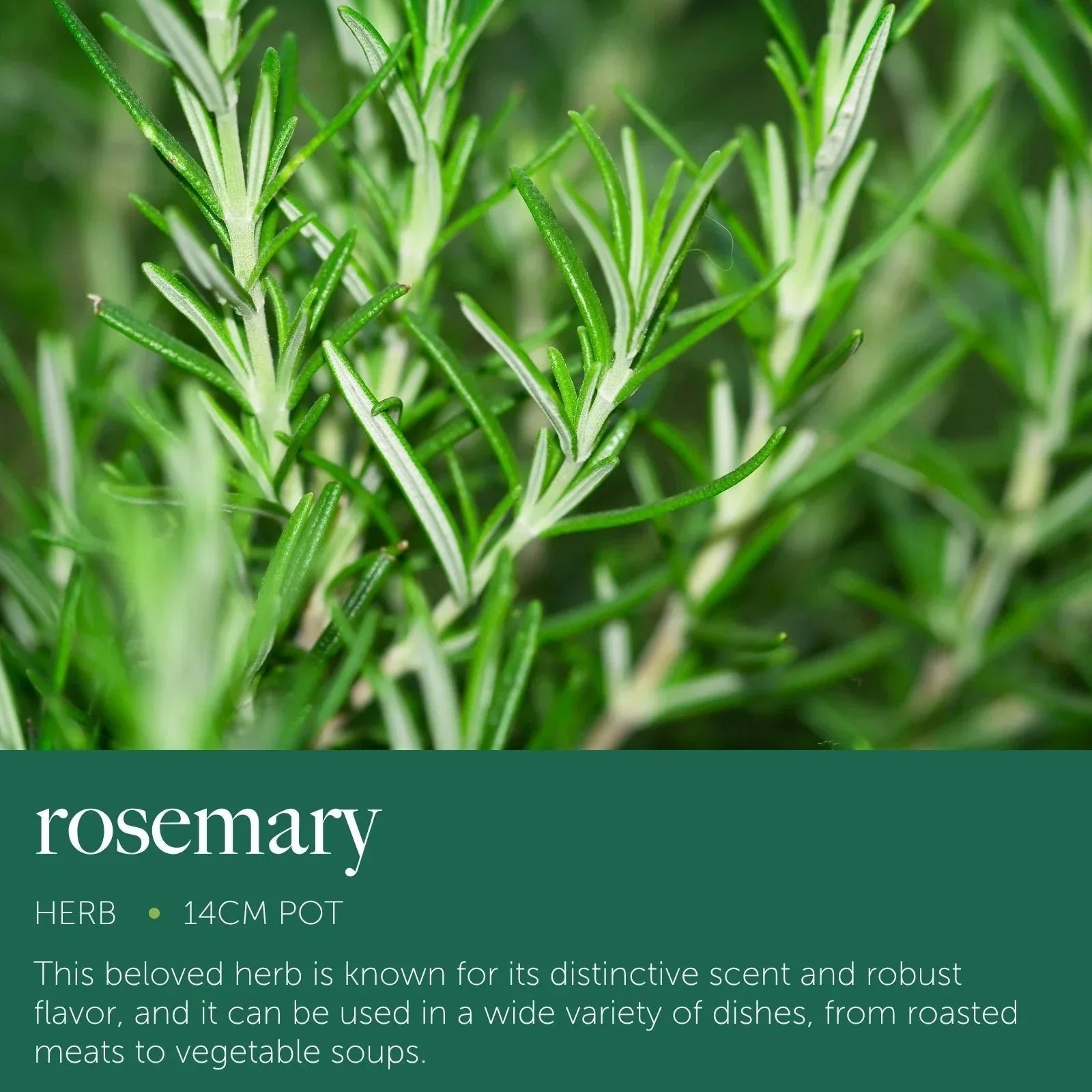 Rosemary Plant in 14cm Pot - Rosmarinus Evergreen Fragrant Perennial Herb Plants