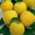 Mini Fruit Tree Patio Garden Plant Apples Pears Cherries Plums 9cm Potted
