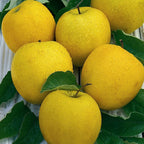 Mini Fruit Tree Patio Garden Plant Apples Pears Cherries Plums 9cm Potted