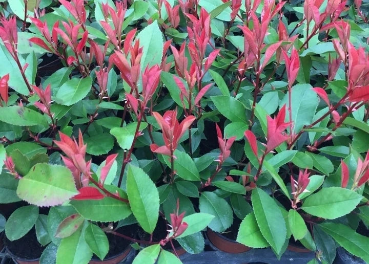 10 Red Robin Hedging Photinia Evergreen Plants Fast Growing 25-40cm Potted