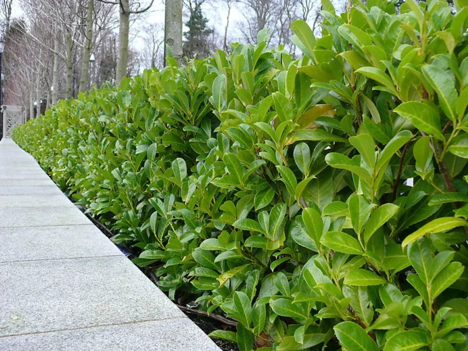 10 Cherry Laurel Hedging Plants 30-50cm Tall Potted