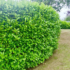 40x Cherry Laurel Hedging Plants 30-50cm Tall Potted