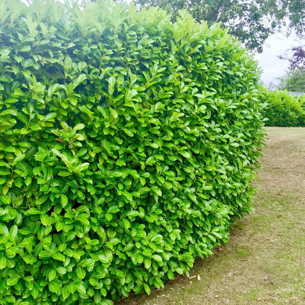 40x Cherry Laurel Hedging Plants 30-50cm Tall Potted