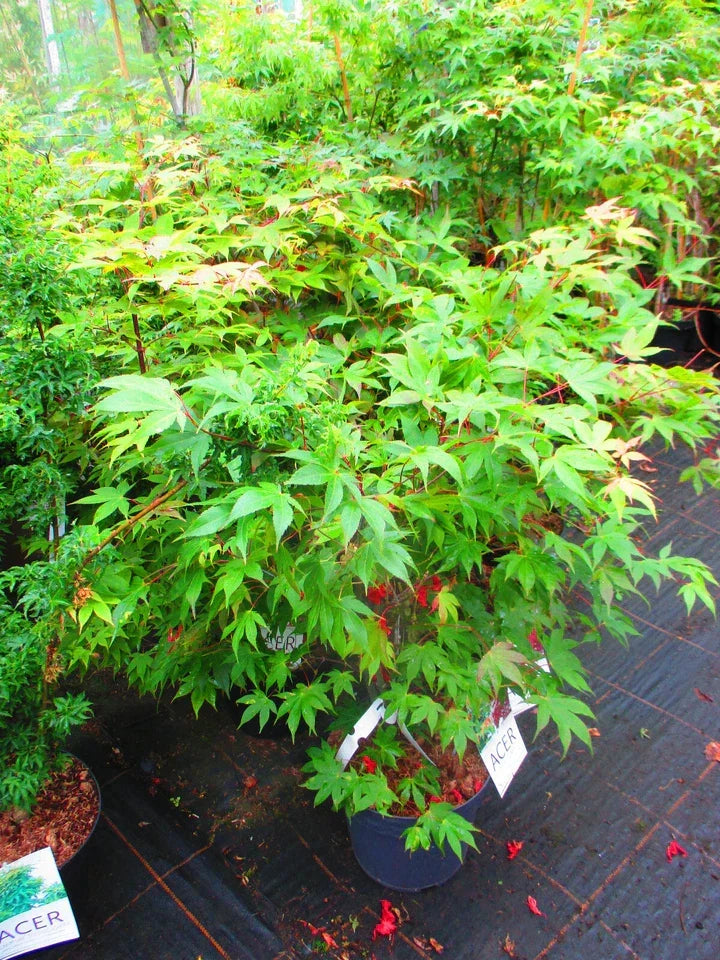 4ft inc. pot Japanese Maple Acer Osakazuki - 10litre