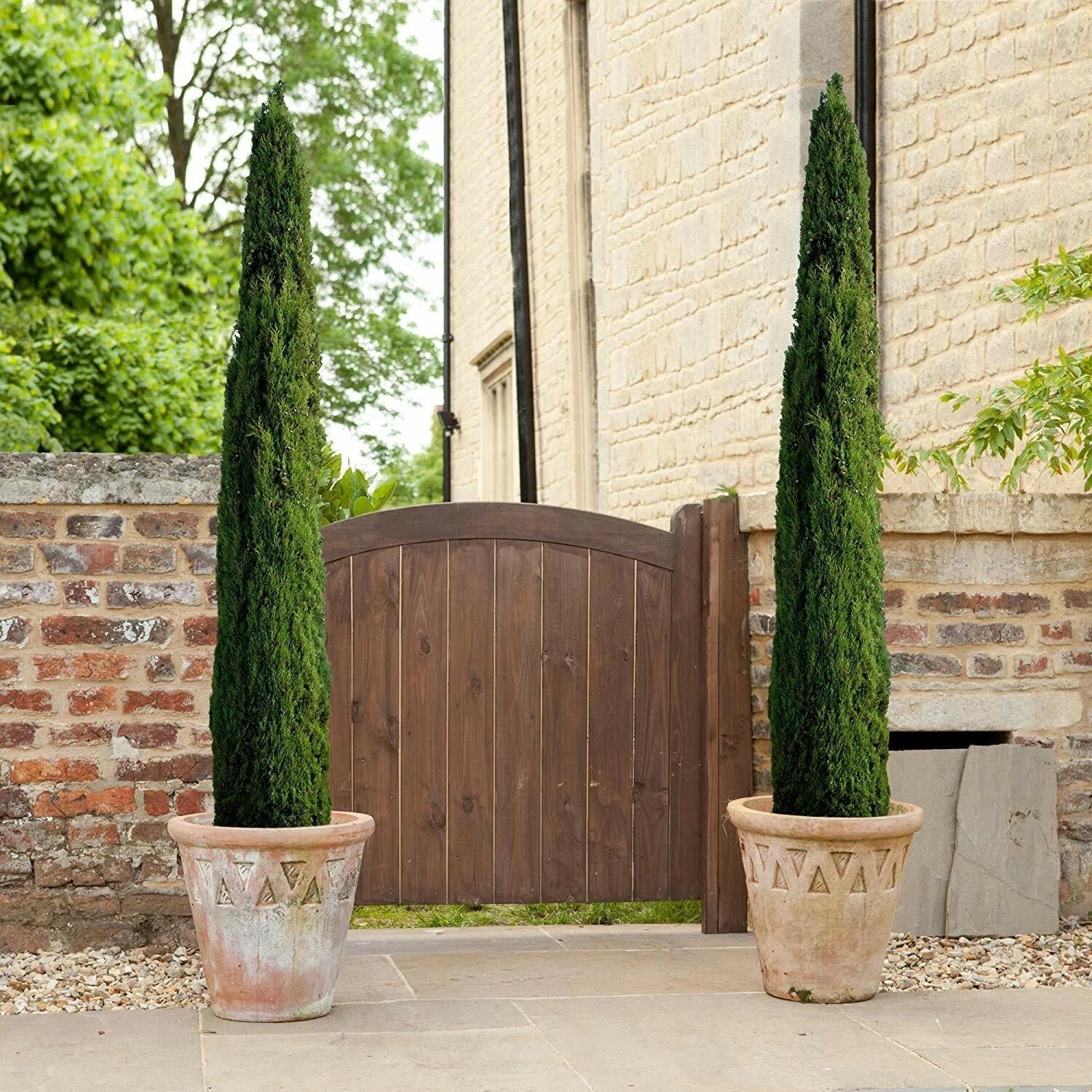 Pair of Italian Cypress Trees  Ornamental Ever- green Shrubs,  2 sizes