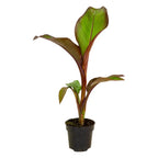 Ensete ventricosum Maurelii - Red Abyssinian Banana - Plant in 10.5 cm Pot