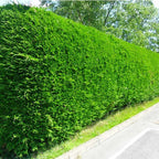 10 Green Leylandii Hedging Evergreen Conifer Plants Fast Growing 40-60cm Potted