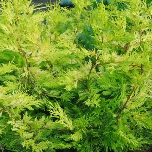5 X LEYLANDII GOLD EVERGREEN CONIFER HEDGING PLANT IN POT (1-2FT)