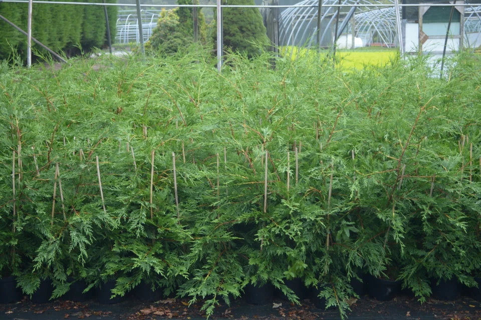 2-3ft Leylandii Green Evergreen Hedging Conifers 2ltr Pots