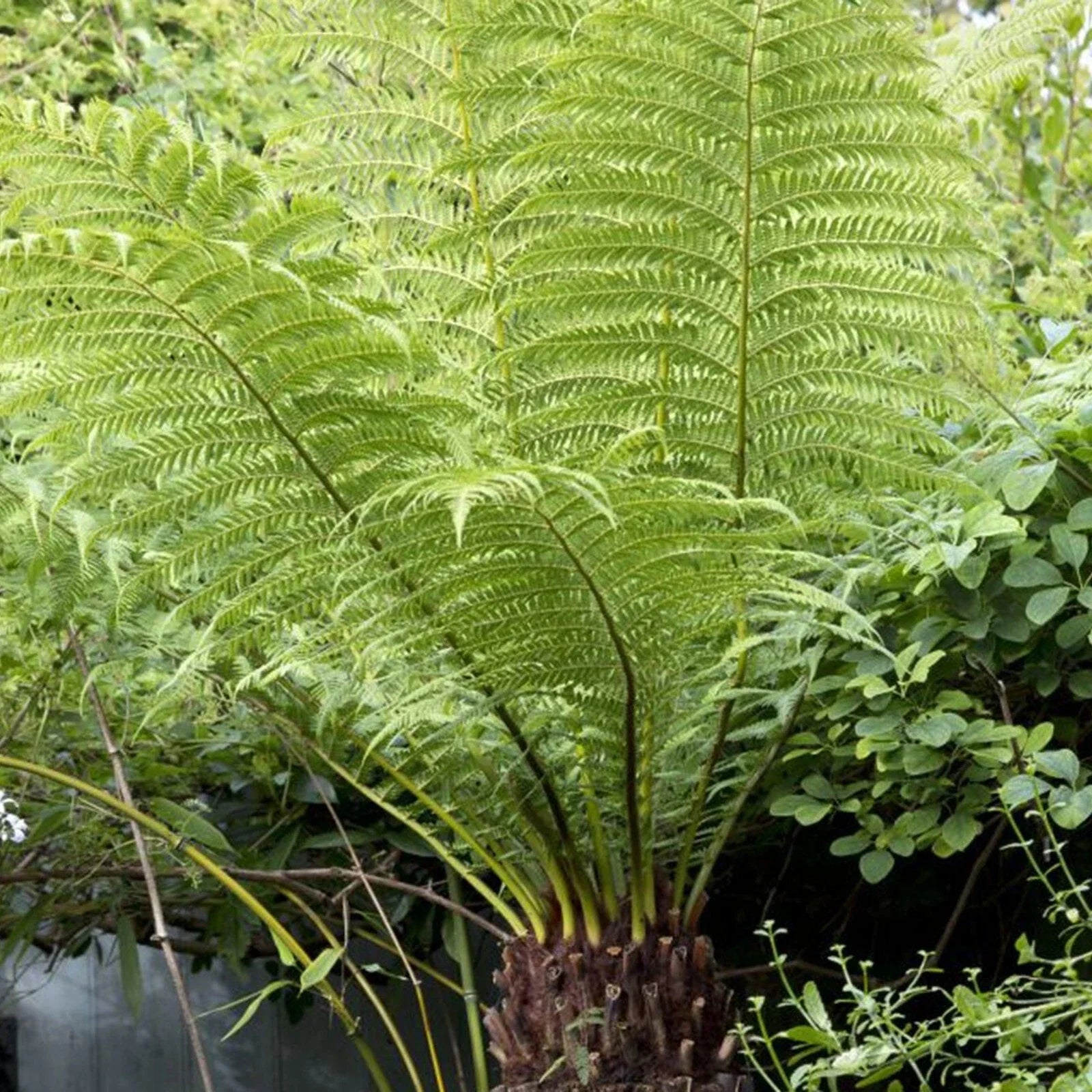 Tree Fern Plant in 17cm Pot - Dicksonia Antarctica