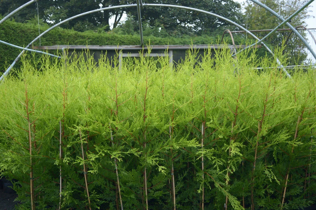 10 X 90cms CASTLEWELLAN LEYLANDII GOLD HEDGING CONIFERS 2ltr POTS 3ft
