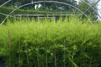 10 X 90cms CASTLEWELLAN LEYLANDII GOLD HEDGING CONIFERS 2ltr POTS 3ft