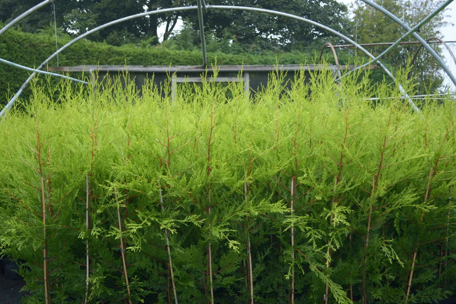10 X 90cms CASTLEWELLAN LEYLANDII GOLD HEDGING CONIFERS 2ltr POTS 3ft