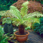 Tree Fern Plant in 17cm Pot - Dicksonia Antarctica