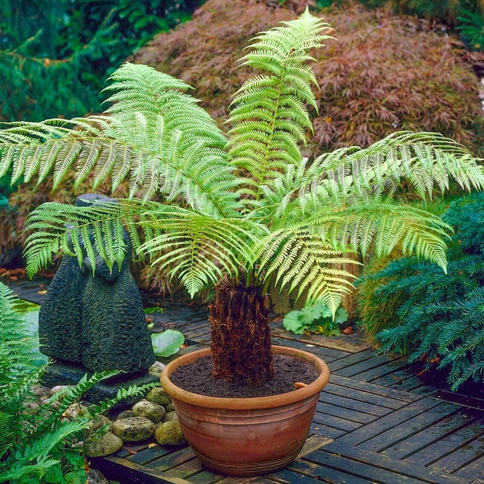 Tree Fern Plant in 17cm Pot - Dicksonia Antarctica