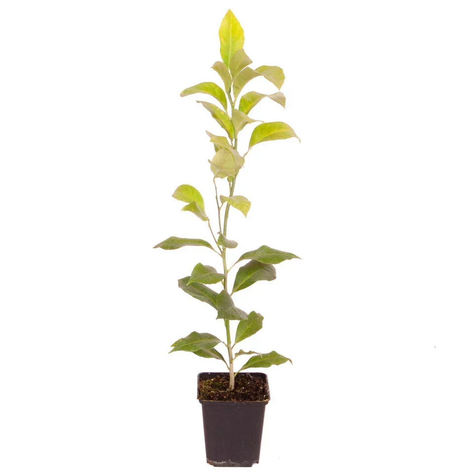 Citrus Fruit Tree, Lemon Citron, Fragrant Evergreen, 7?9cm Pot, Grow Your Own