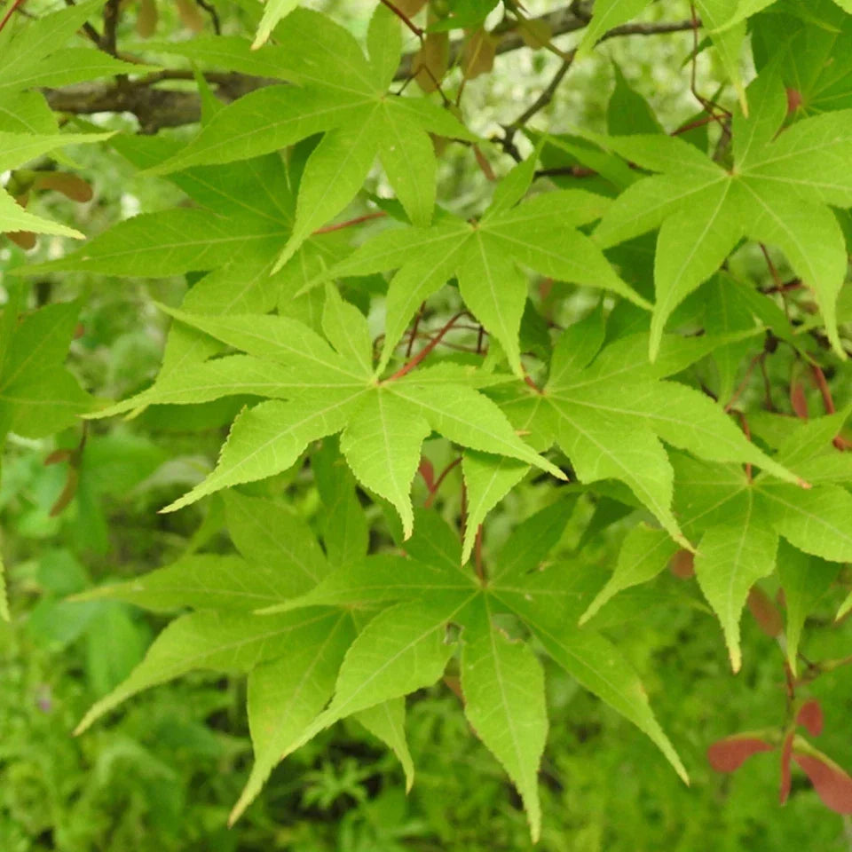 Acer palmatum 'Osakazuki',  Japanese Maple Deciduous Garden Plant Tree In Pot