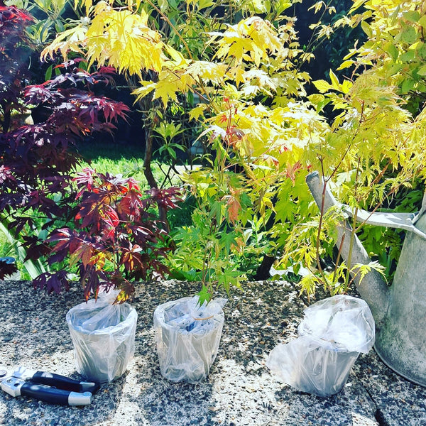 3 x Acer Plant Collection - 11cm Pots - Vars Atropur- pureum - Orange Dream