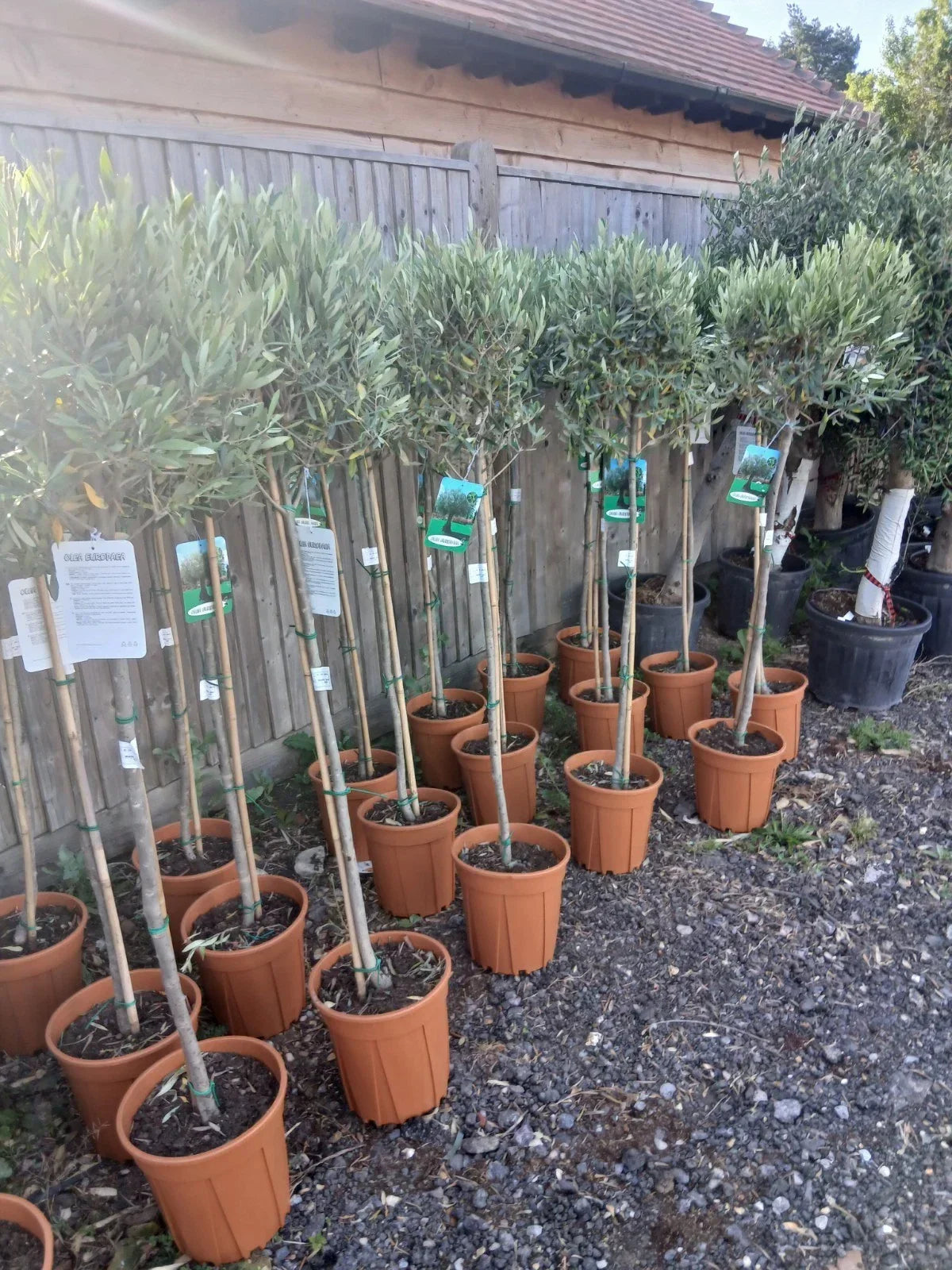 Olive Tree Large Approx 160cm Tall 25L UK Hardy Evergreen Patio Plant Healthy