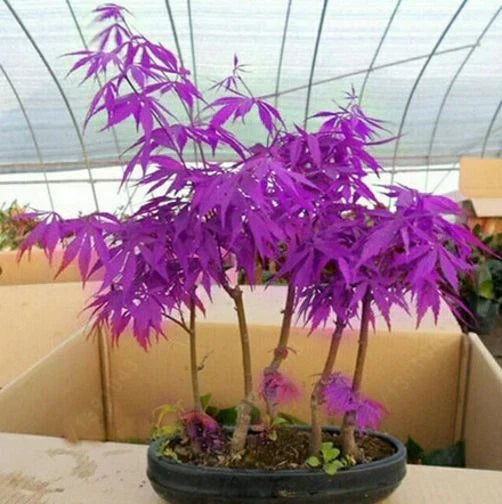 Seeds Purple Ghost Japanese Maple Bonsai Tree