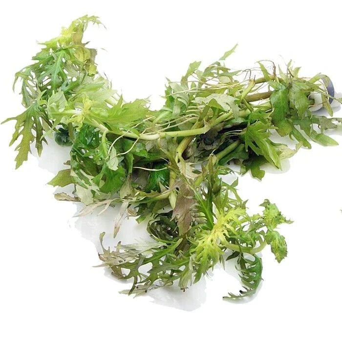 Hygrophila Difformis (5x) Water Wisteria Live Aquarium Plant Tropical
