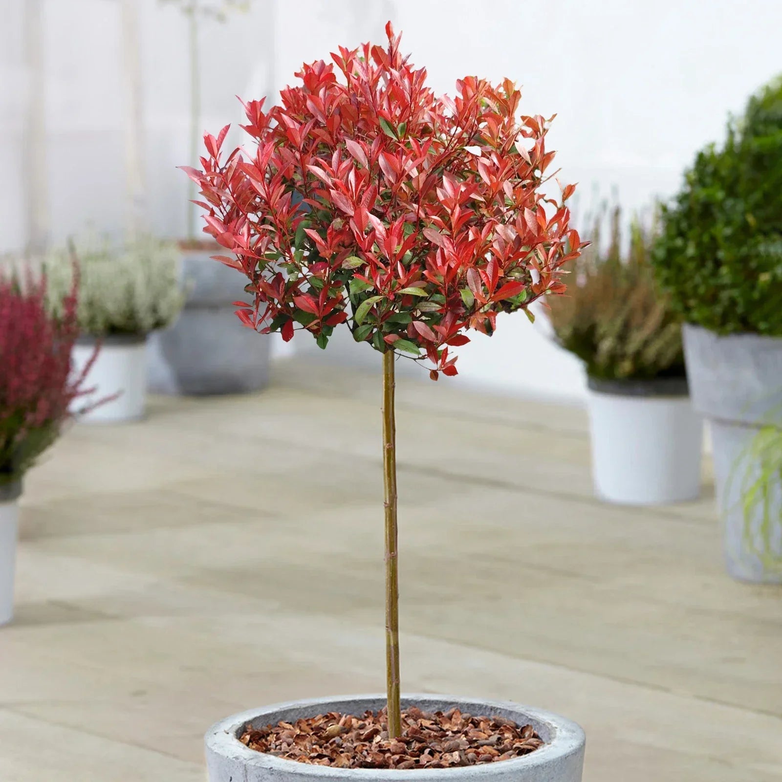 Photinia 'Little Red Robin' Standard Tree 70-80cm