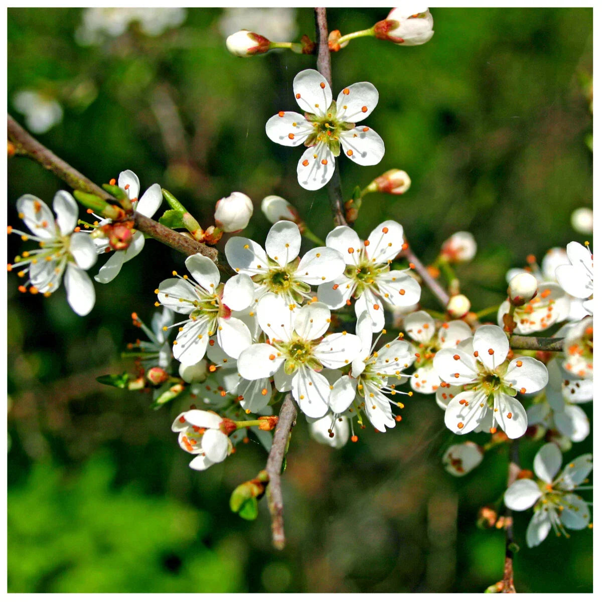 25 Blackthorn Hedging 2-3ft, Prunus Spinosa,Native Flowering Sloe Berry Hedge