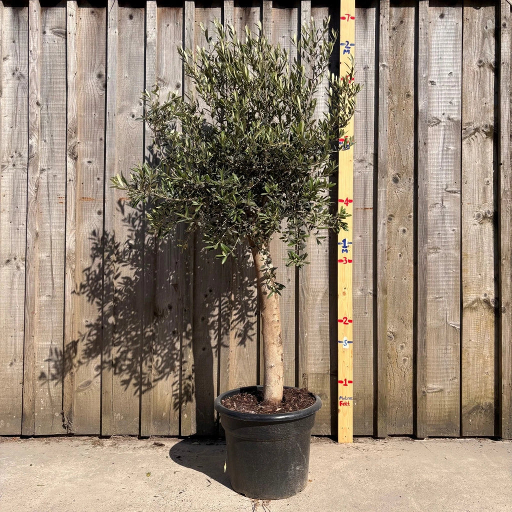 Thick Stem Olive Tree - L