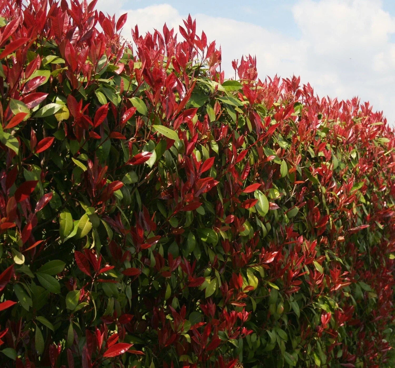 Photinia Red Robin Evergreen hedge plants hardy bare root hedging