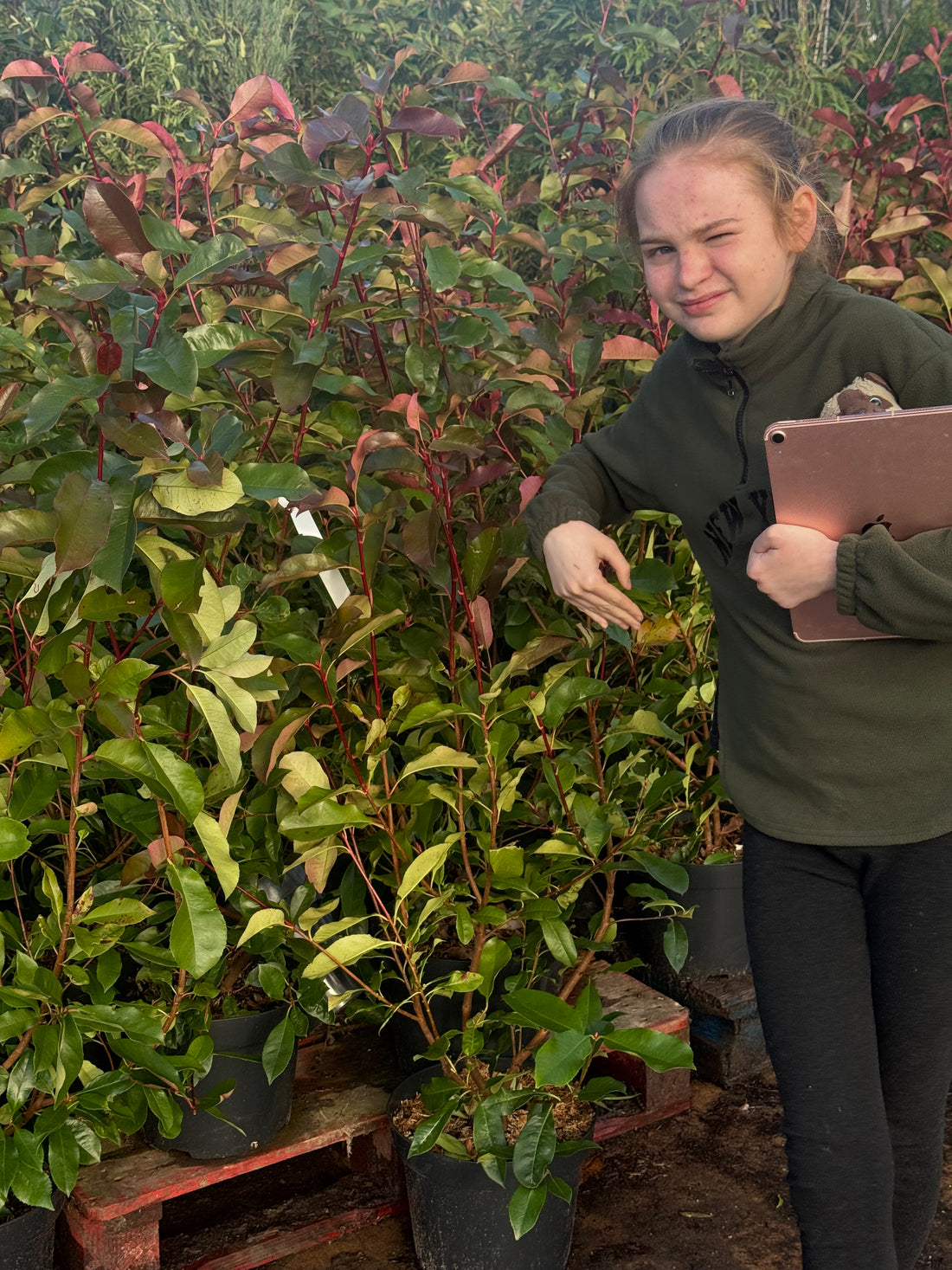 25x Photinia ‘Carre Rouge’ 90-100cm 10lt